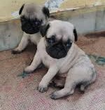 Pug dog kennel in Bangalore