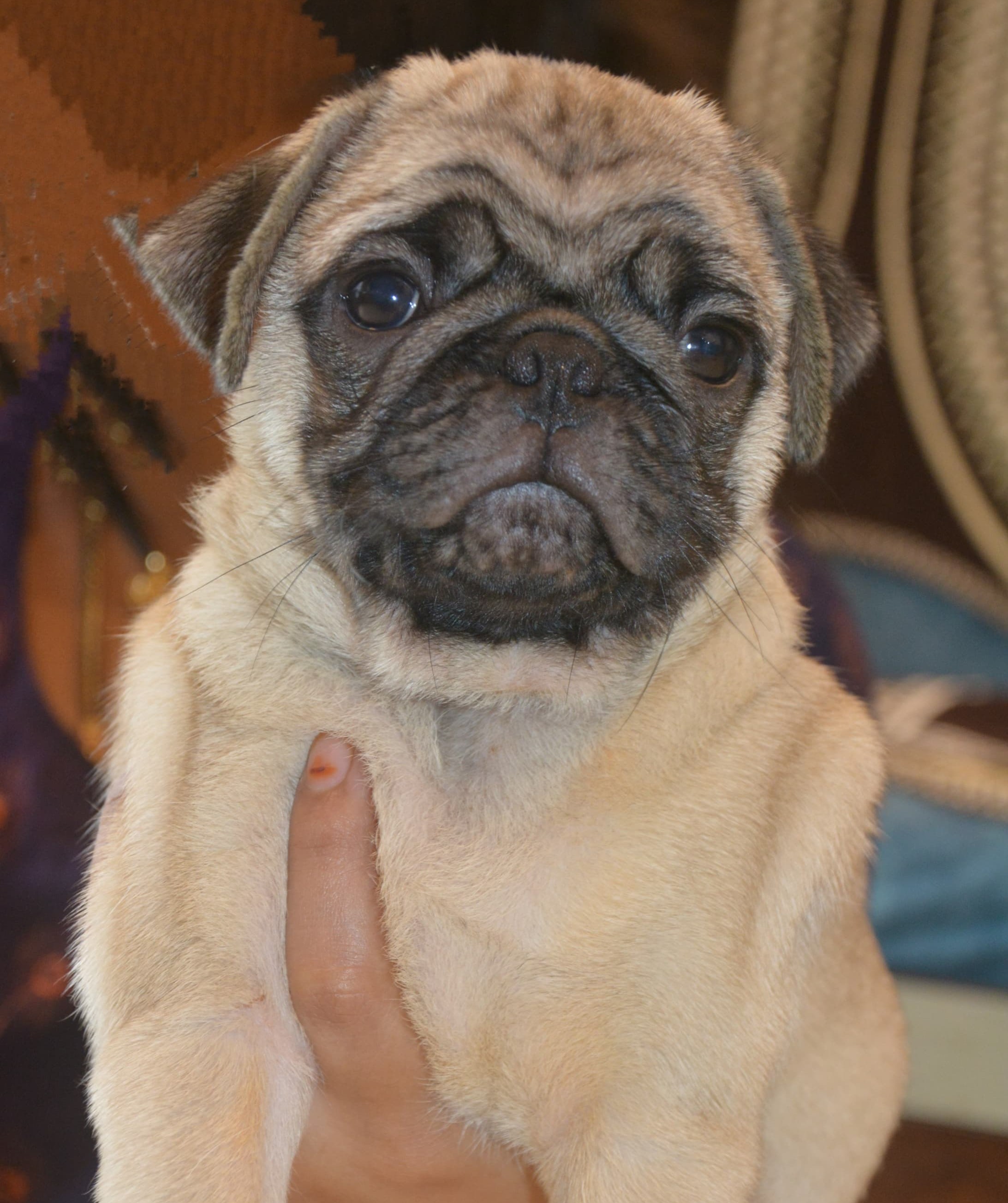 pug dog breeder in pune