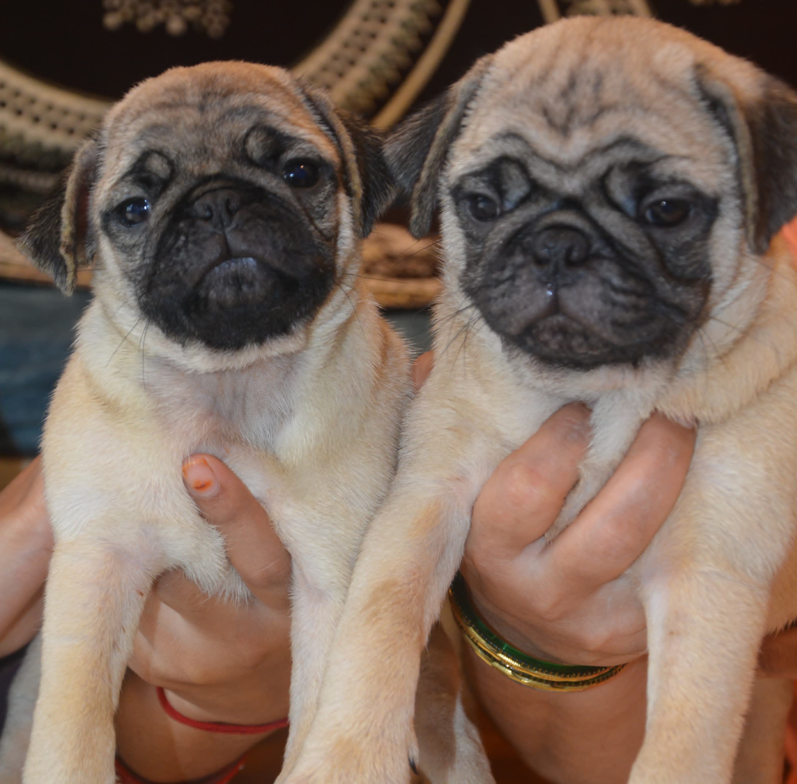 pug dog price in pune