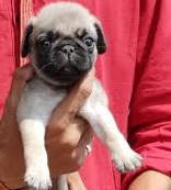 pug puppies for sale online in pune