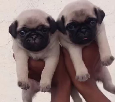 pug puppies for sale online in pune