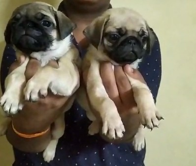 pug dog for sale in pune