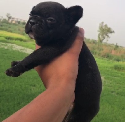 buy healthy pug puppies in pune