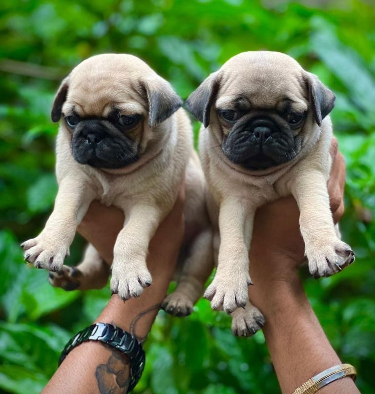 pug puppy price in ahmedabad