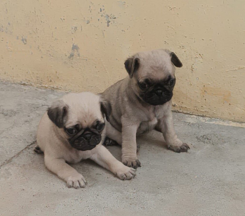 pug dog for sale in ahmedabad