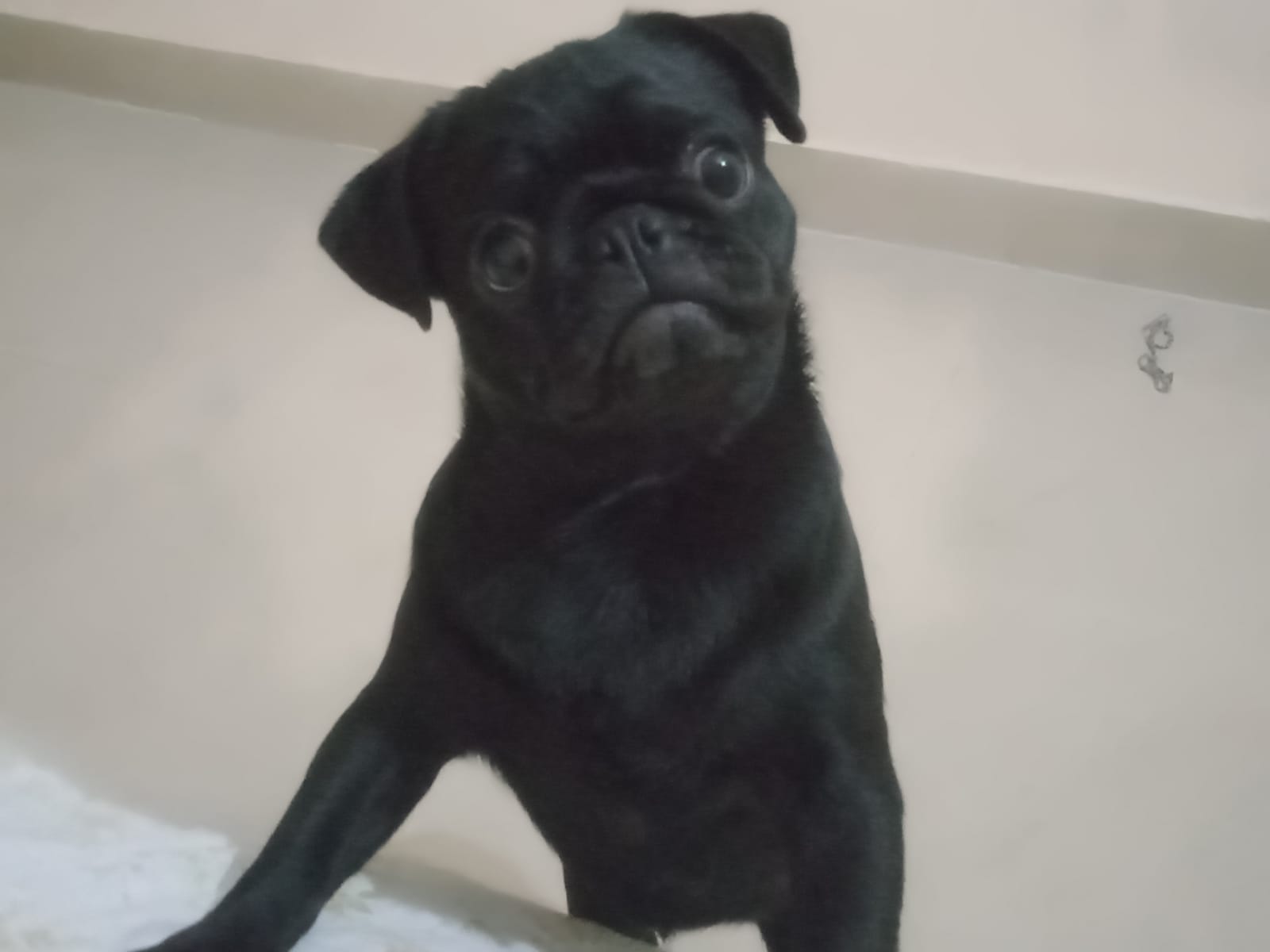 buy pug puppies in ahmedabad