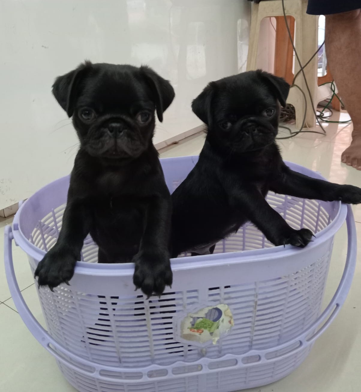 pug dog breeder in ahmedabad