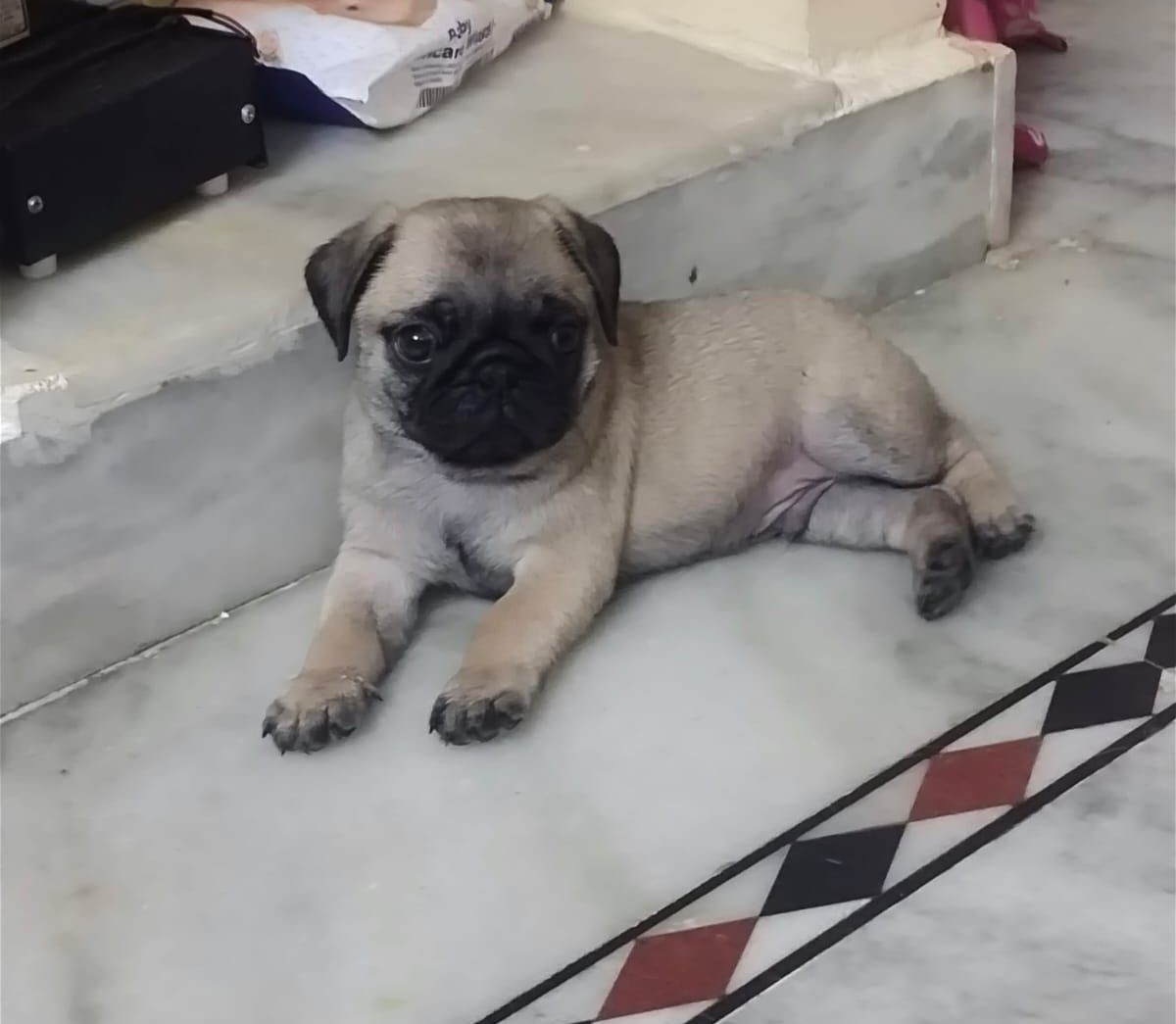 pug puppies for sale in ahmedabad