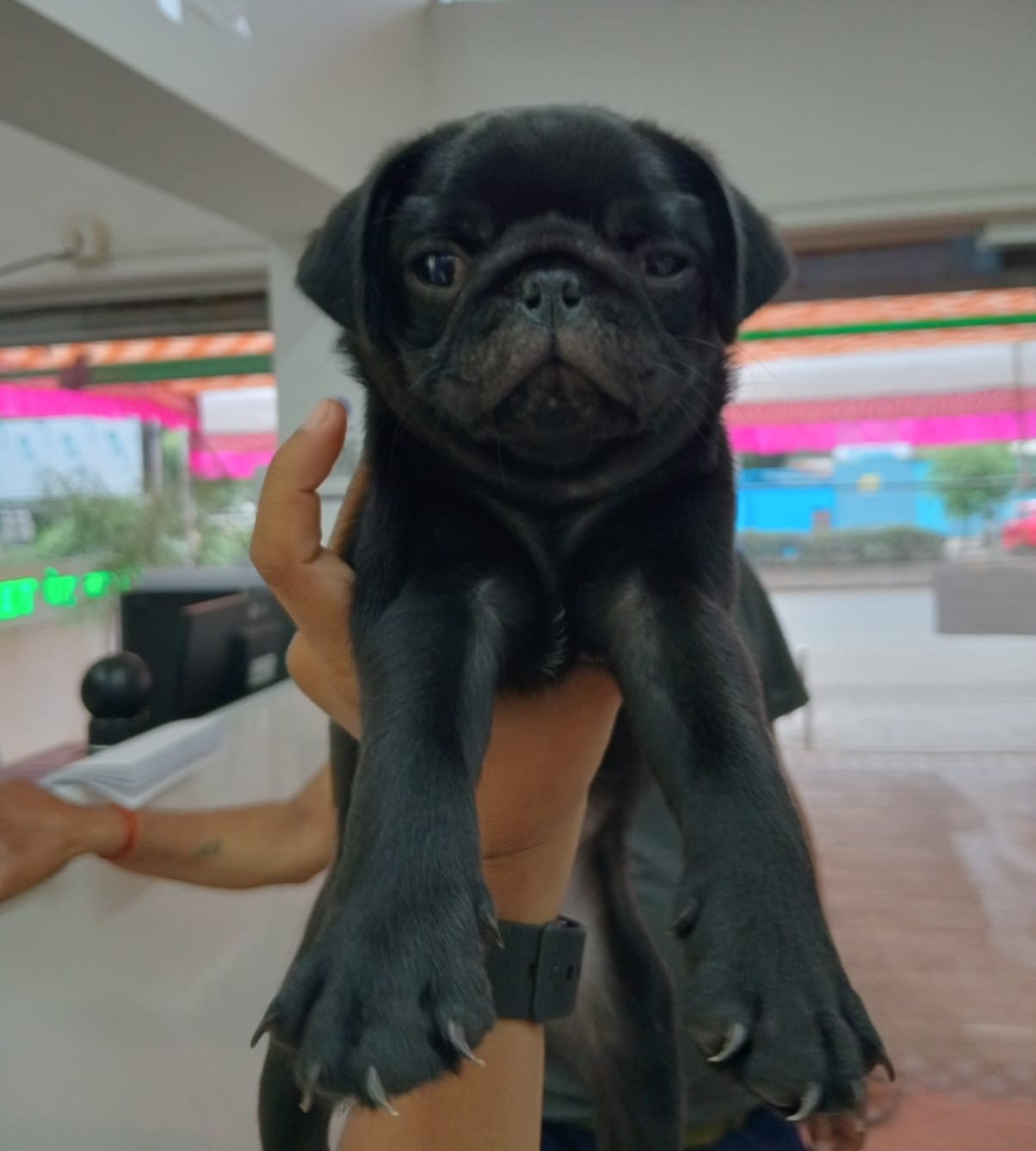 pug pet shop in ahmedabad