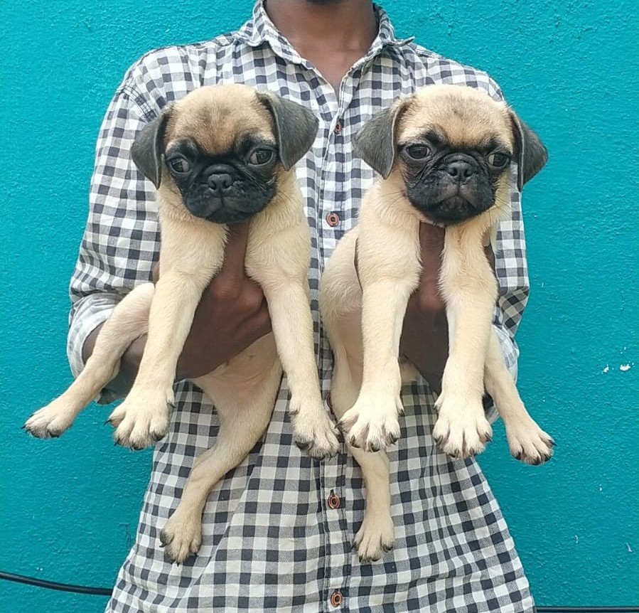 pug puppies for sale in kolkata