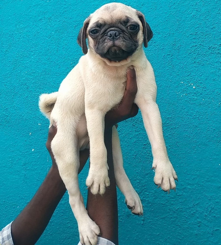 pug pet shop in kolkata