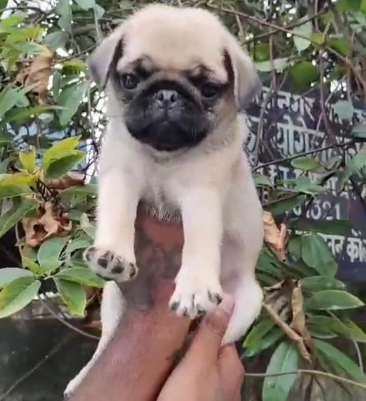 pug dog price in kolkata