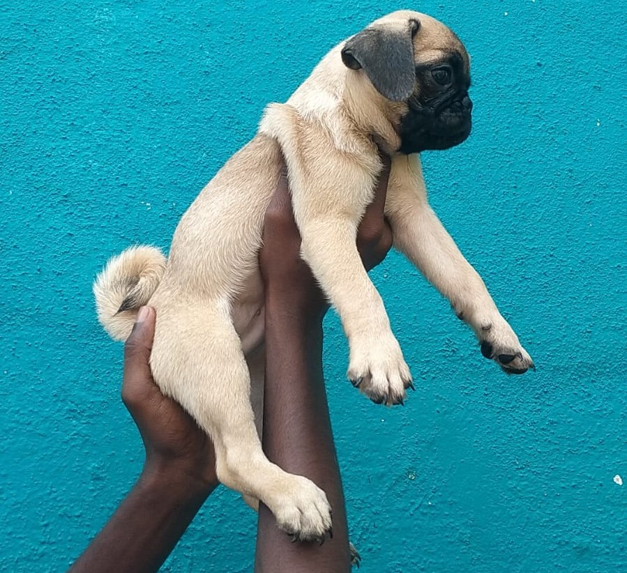 pug dog price in hyderabad