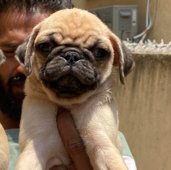 pug puppy for sale online in hyderabad