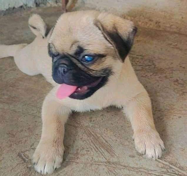 pug dog breeder in hyderabad