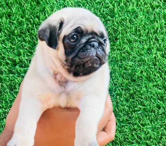 buy pug puppies in hyderabad