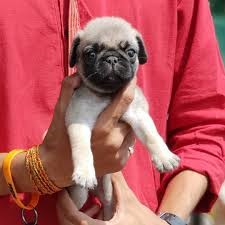 pug pet shop in hyderabad