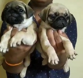 pug dog breeder in goa