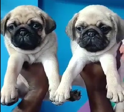 pug puppies for sale online in goa