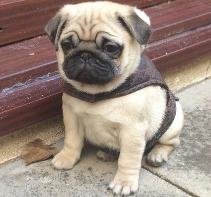 buy pug puppy in goa