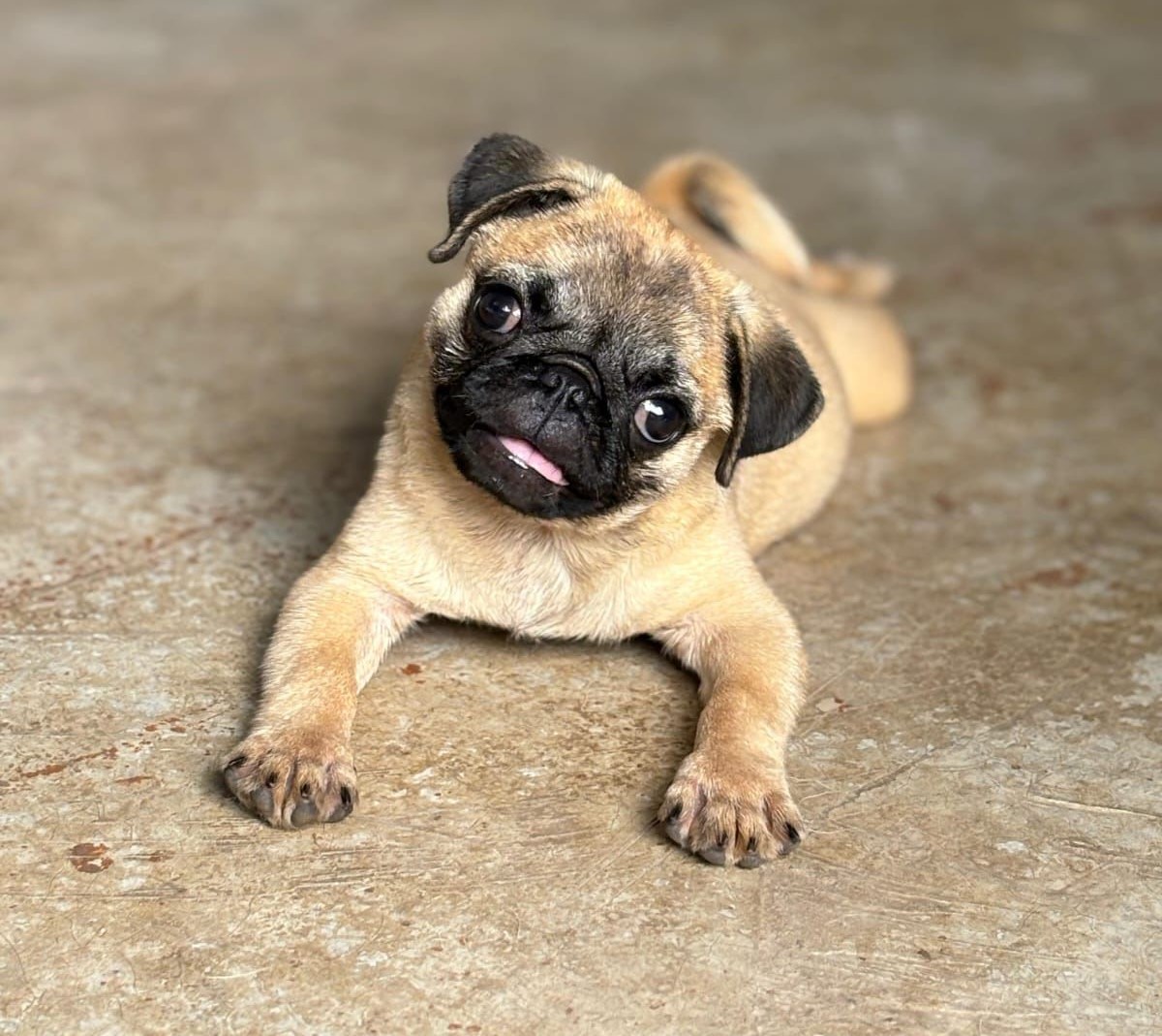 pug dog price in goa