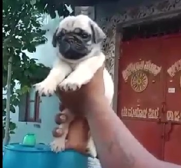 pug dog for sale in goa