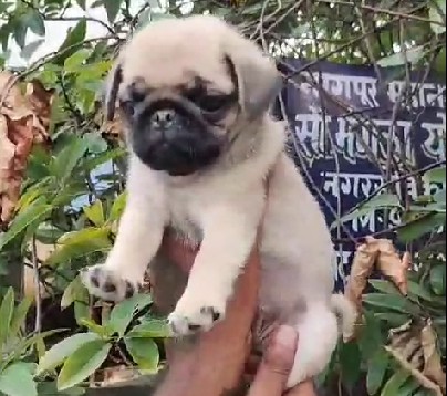 pug dog price in jaipur