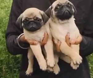 pug dog breeder in jaipur
