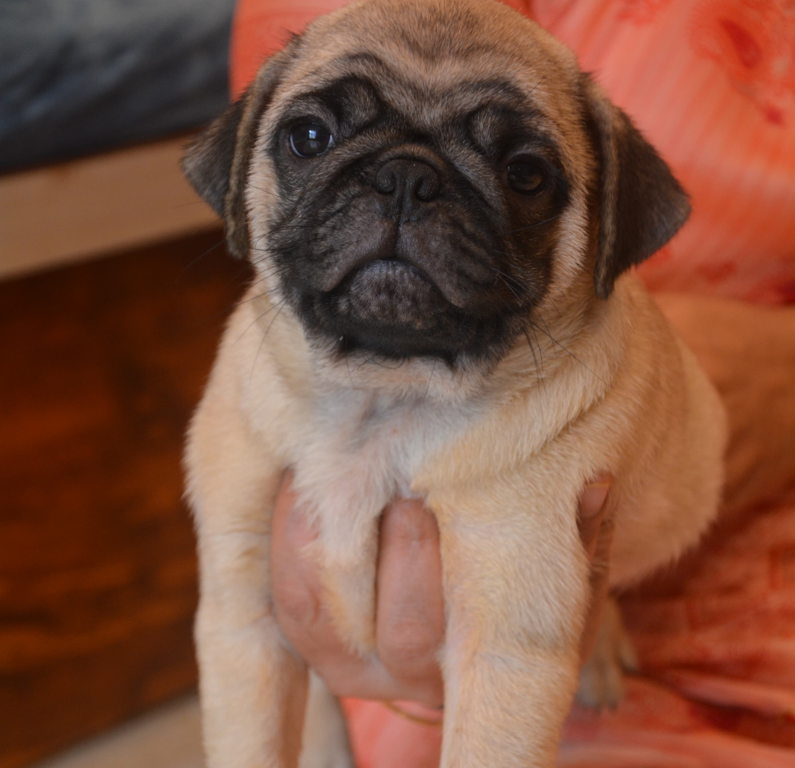 pug puppy price in jaipur
