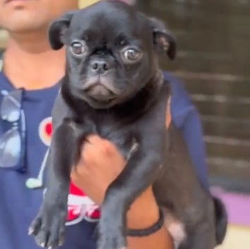 pug puppy for sale in jaipur