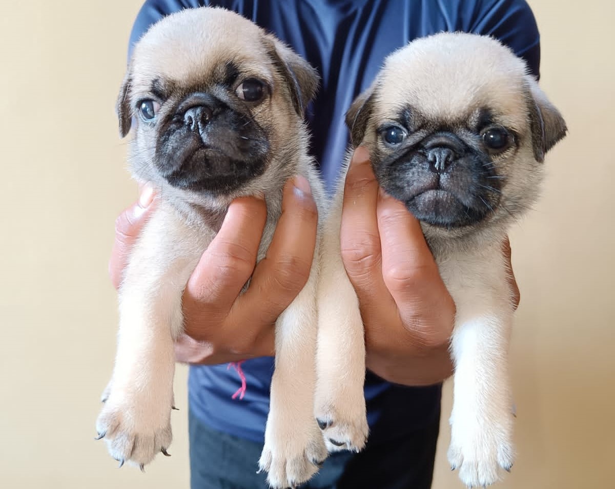 pug dog price in vizag