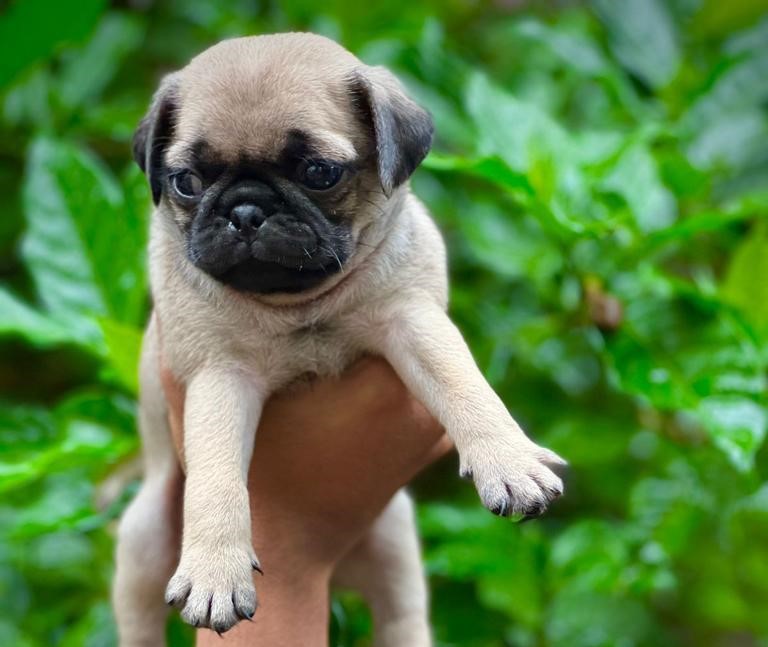 pug puppies for sale online in vizag