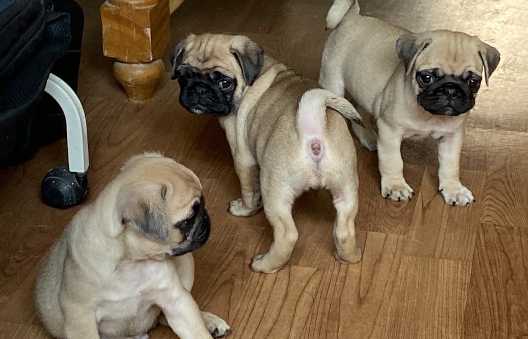 buy pug puppy online in vizag