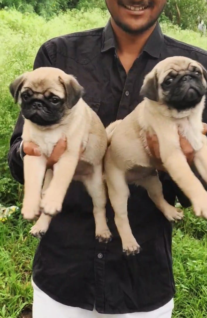 pug dog breeder in vizag