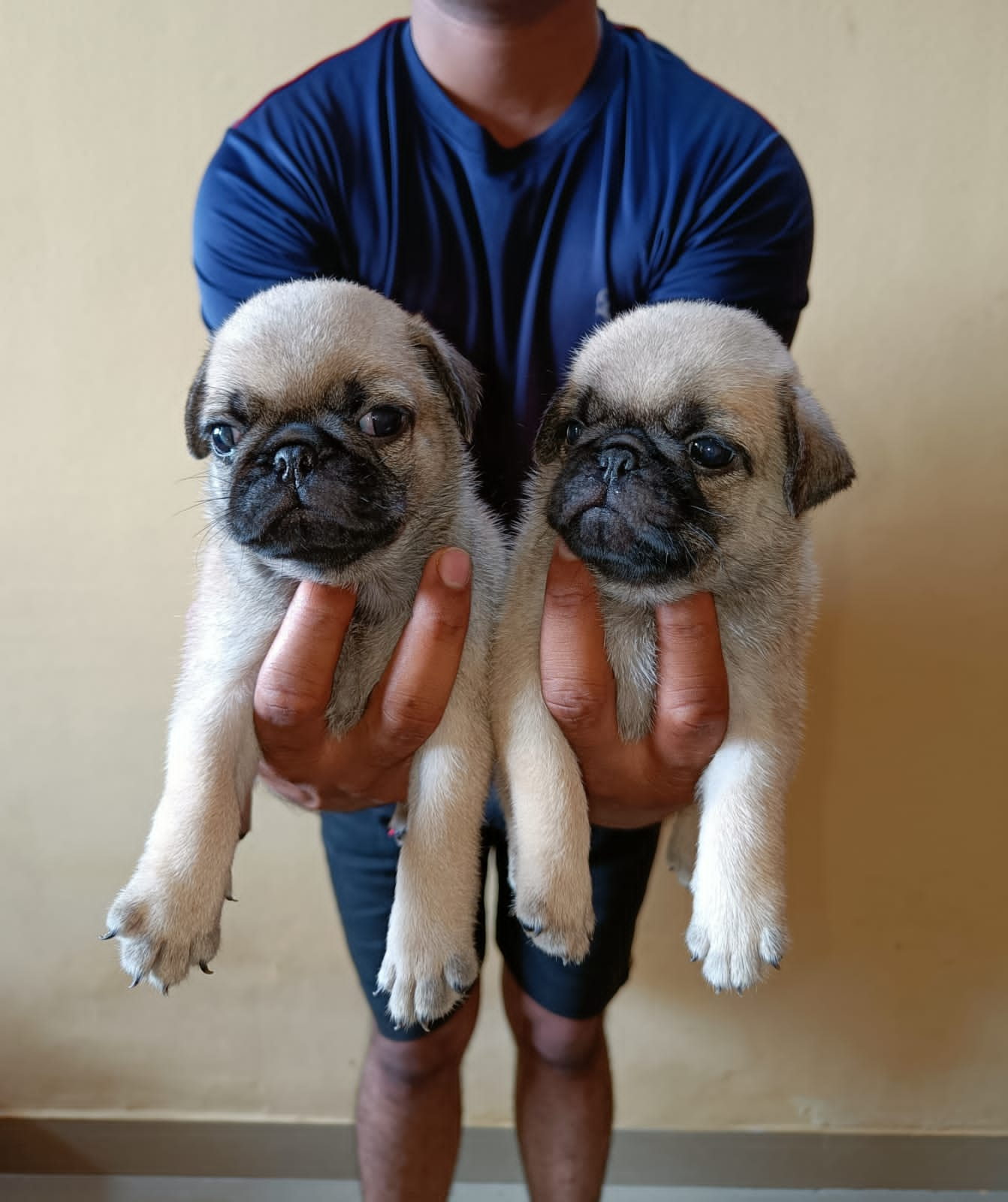 pug pet shop in vizag