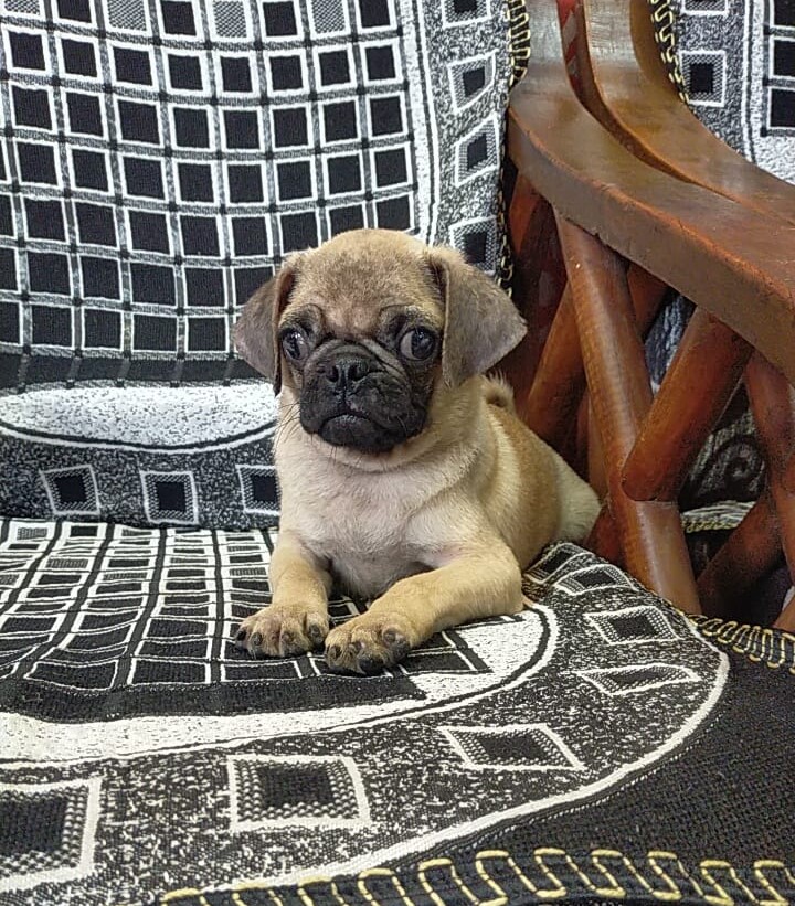 pug puppy price in vizag