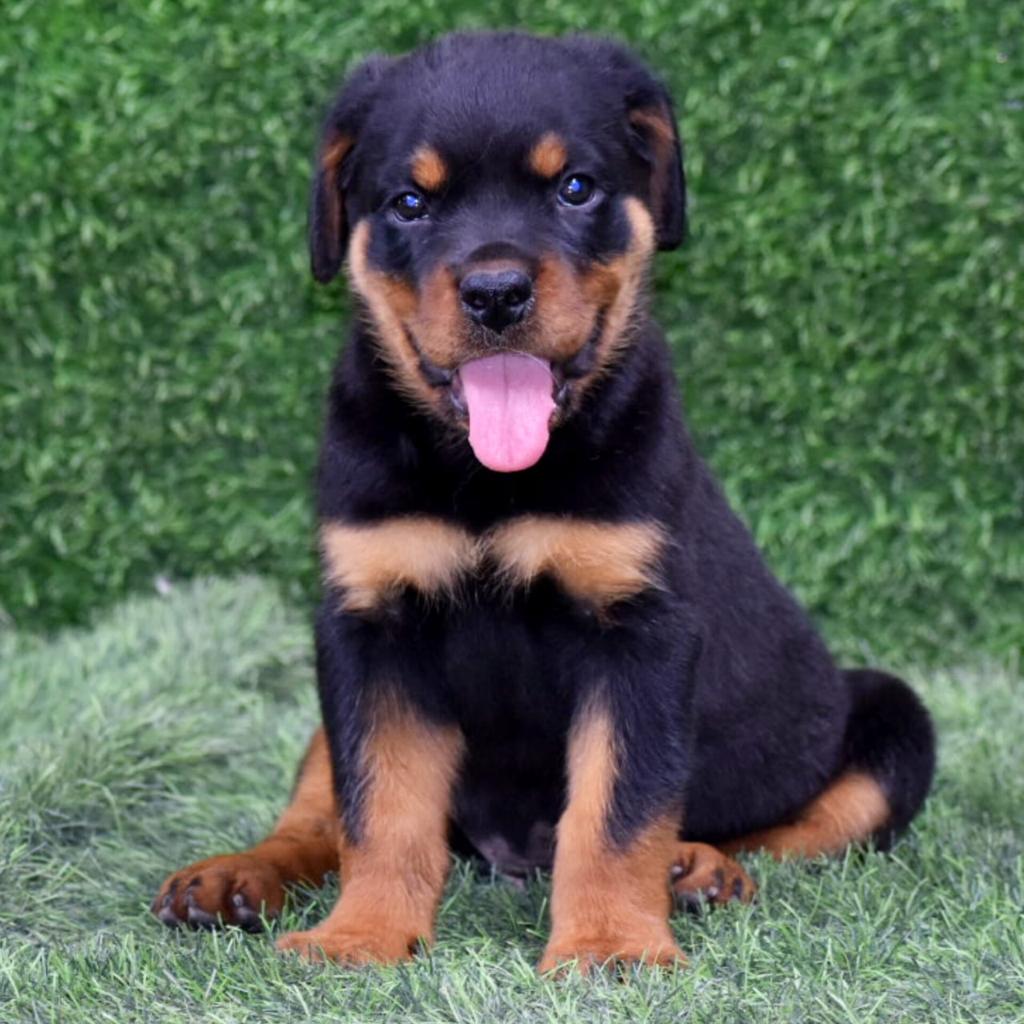 rottweiler puppies for sale online in mumbai