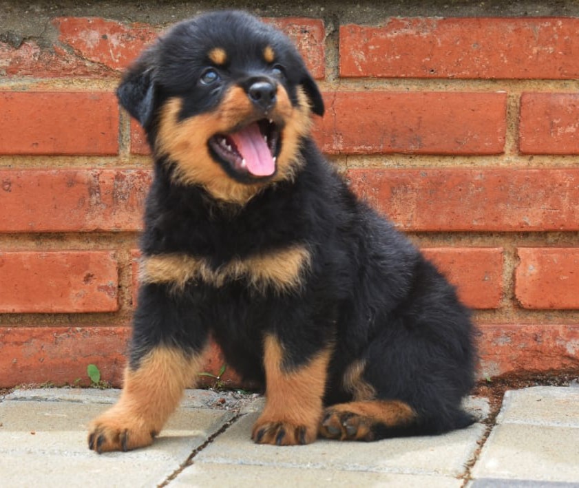 rottweiler dog breeder in mumbai