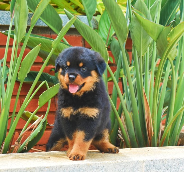 buy rottweiler puppies in mumbai