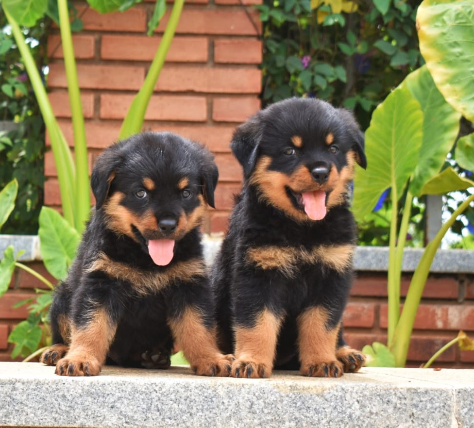 rottweiler dog for sale in mumbai