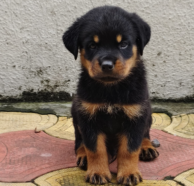 Rottweiler male puppy price in Bangalore