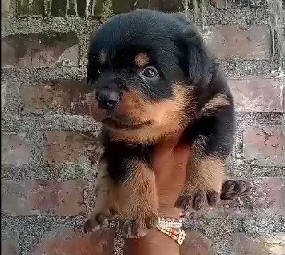 Rottweiler price in Bangalore