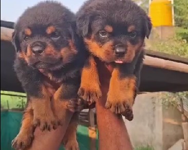 Rottweiler dog price in Bangalore