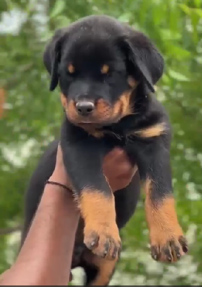 Rottweiler dog kennel in Bangalore