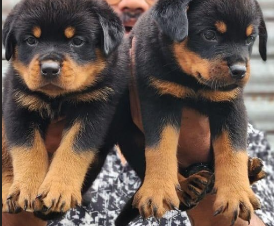 Rottweiler female puppy price in Bangalore