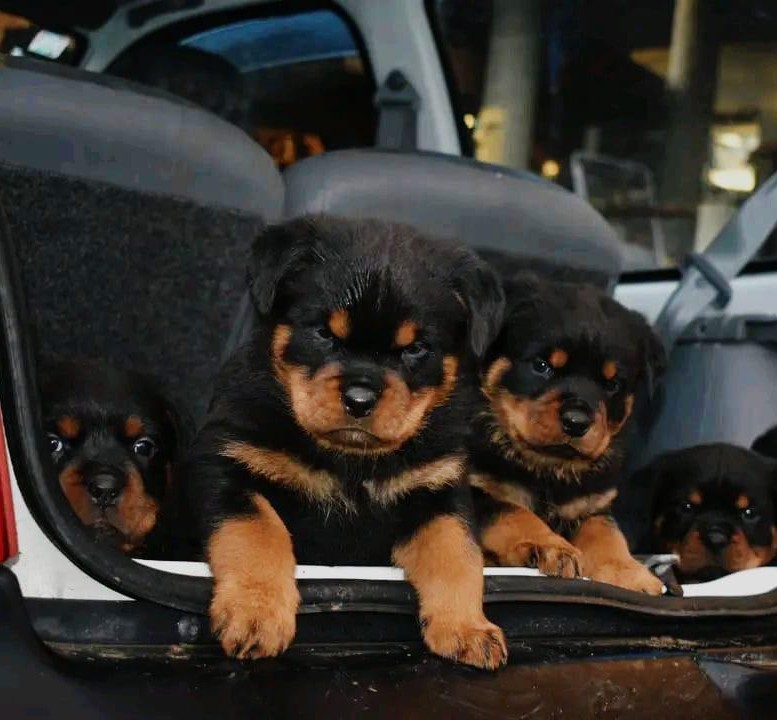 rottweiler puppies price in pune