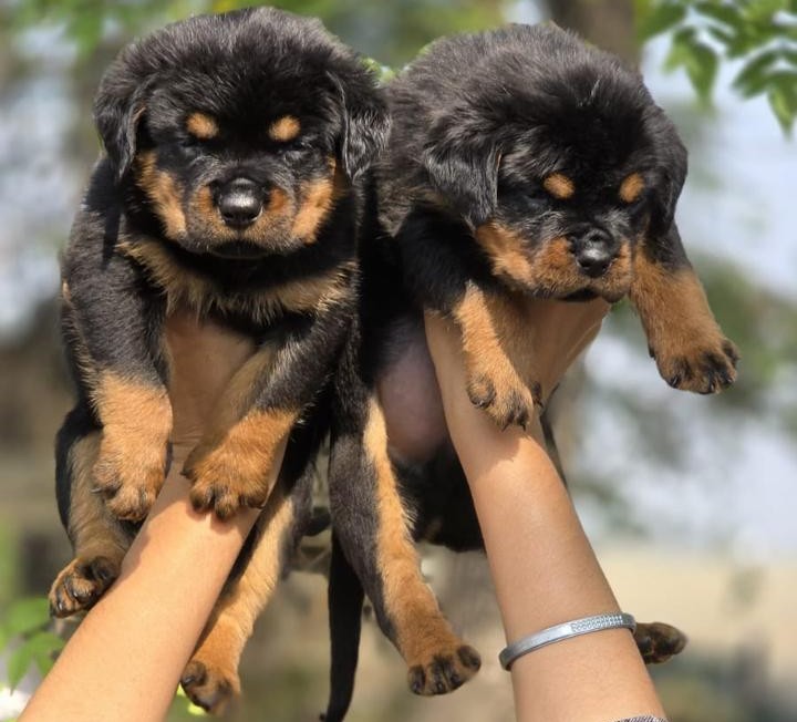 rottweiler dog price in pune