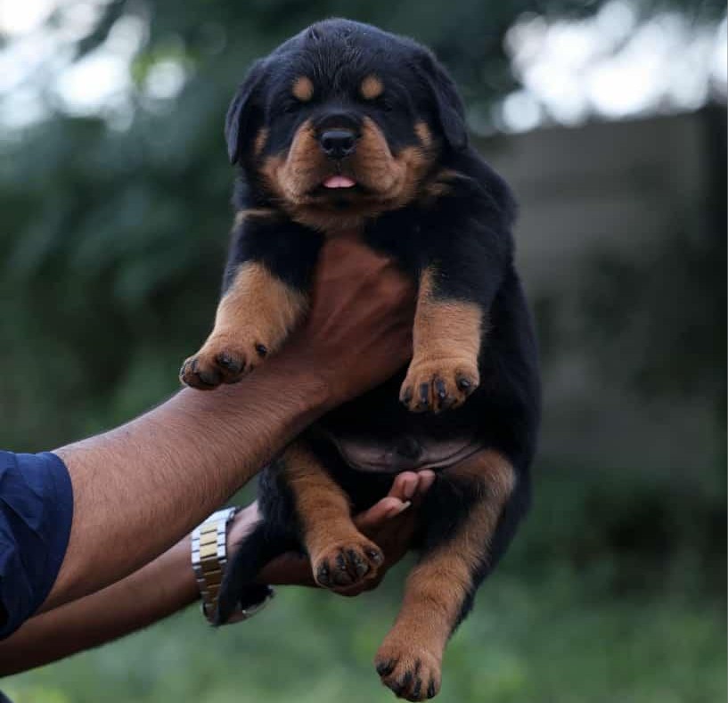 buy rottweiler puppy at pune