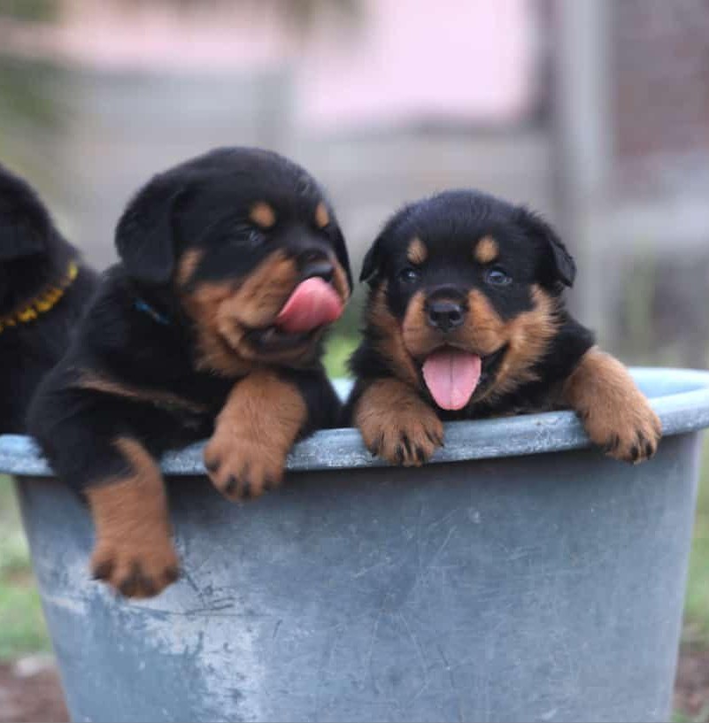 rottweiler puppies for sale online in pune