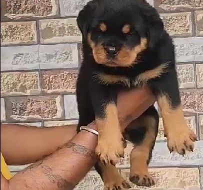 rottweiler dog breeder in pune